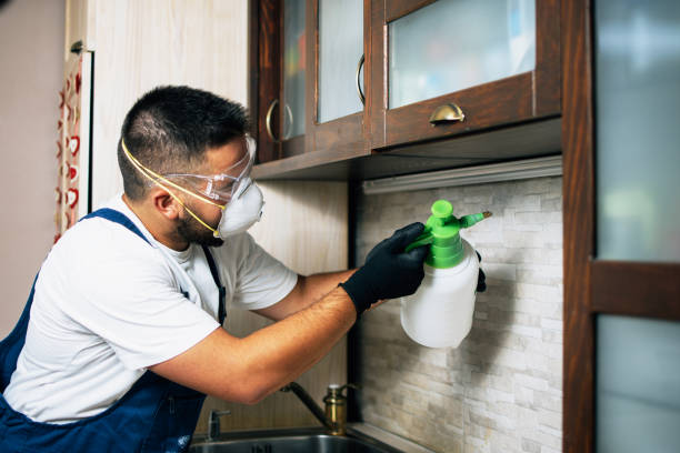 Best Flea Control Services  in Ledbetter, KY